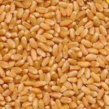 Sharbati Wheat (Gehu) Loose - 250 gm